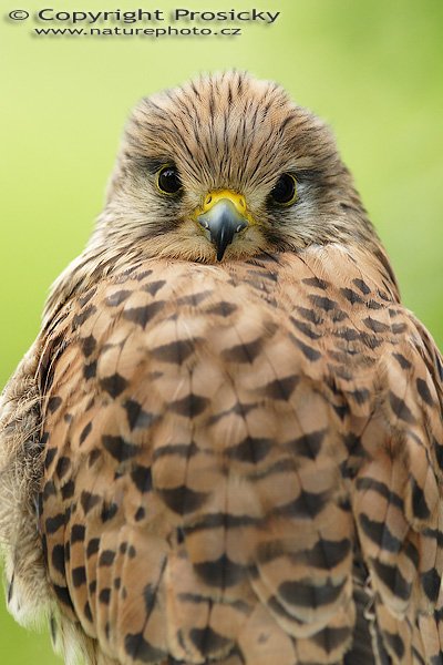 Poštolka obecná (Falco tinnunculus), Poštolka obecná (Falco tinnunculus), Common Kestrel, Autor: Ondřej Prosický, Model aparátu: Canon EOS 20D, Objektiv: Canon EF 200mm f/2.8 L USM, stativ Gitzo 1227 + 1377M, Doba expozice: 1/250 s, Clona: 4.00, ISO: 400, Kompenzace expozice: -1/3 EV, Měření expozice: celoplošné se zvýrazněným středem, Blesk: Ne, Vytvořeno: 4. června 2006 10:14:02, společnost Zayferus, zámek Lednice (ČR)