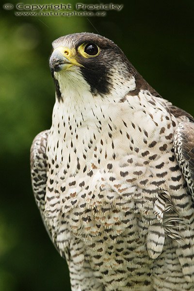 Sokol stěhovavý (Falco peregrinus), Sokol stěhovavý (Falco peregrinus), Peregrine Falcon, Autor: Ondřej Prosický, Model aparátu: Canon EOS 20D, Objektiv: Canon EF 200mm f/2.8 L USM, stativ Gitzo 1227 + 1377M, Doba expozice: 1/200 s, Clona: 6.30, ISO: 400, Kompenzace expozice: 0 EV, Měření expozice: celoplošné se zvýrazněným středem, Vytvořeno: 4. června 2006 10:26:18, společnost Zayferus, zámek Lednice (ČR)