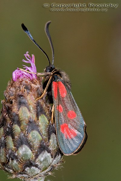 Vřetenuška kozincová (Zygaena loti), Vřetenuška kozincová (Zygaena loti), Autor: Ondřej Prosický, Model aparátu: Canon EOS 20D, Objektiv: Canon EF 100mm f/2.8 Macro USM, Ohnisková vzdálenost: 100.00 mm, fotografováno z ruky, Clona: 8.00, Doba expozice: 1/160 s, ISO: 400, Vyvážení expozice: 0.00, Blesk: Ano, Vytvořeno: 25. června 2005 16:36:22, Loděnice u Berouna