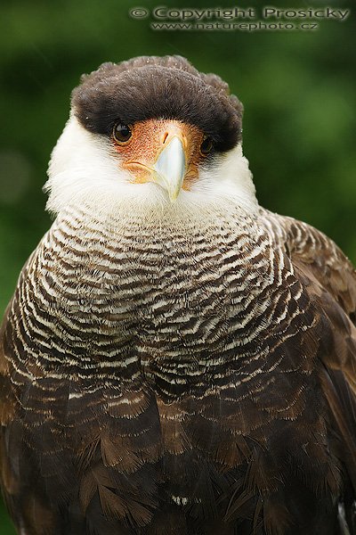 Karančo jižní (Caracara plancus), Karančo jižní (Caracara plancus), Crested Caracara, Autor: Ondřej Prosický, Model aparátu: Canon EOS 20D, Objektiv: Canon EF 200mm f/2.8 L USM, stativ Gitzo 1227 + 1377M, Doba expozice: 1/160 s, Clona: 7.10, ISO: 400, Kompenzace expozice: 0 EV, Měření expozice: celoplošné se zvýrazněným středem, Blesk? Ano (externi Sigma EF-500 DG Super, - 1 EV), Vytvořeno: 4. června 2006 10:22:33, společnost Zayferus, zámek Lednice (ČR)