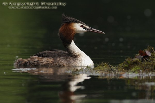 Potápka roháč (Podiceps cristatus), Potápka roháč (Podiceps cristatus), Great Crested Grebe, Autor: Ondřej Prosický, Model aparátu: Canon EOS 20D, Objektiv: Canon EF 400mm f/5.6 L USM, stativ Gitzo 1227 + 1377M, Doba expozice: 1/500 s, Clona: 5.60, ISO: 400, Kompenzace expozice: +2/3 EV, Měření expozice: celoplošné se zvýrazněným středem, Blesk: Ne, Vytvořeno: 4. června 2006 16:06:42, zámecký rybník Lednice (ČR)