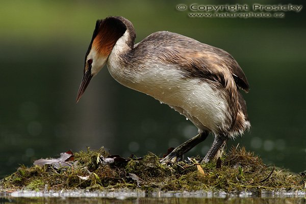 Potápka roháč (Podiceps cristatus), Potápka roháč (Podiceps cristatus), Great Crested Grebe, Autor: Ondřej Prosický, Model aparátu: Canon EOS 20D, Objektiv: Canon EF 400mm f/2.8 Macro USM + TC Kenko SHQ 1,5x, stativ Gitzo 1227 + 1377M, Doba expozice: 1/200 s, Clona: 5.60, ISO: 400, Kompenzace expozice: +2/3 EV, Měření expozice: celoplošné se zvýrazněným středem, Blesk: Ne, Vytvořeno: 4. června 2006 16:09:00, zámecký rybník Lednice (ČR)