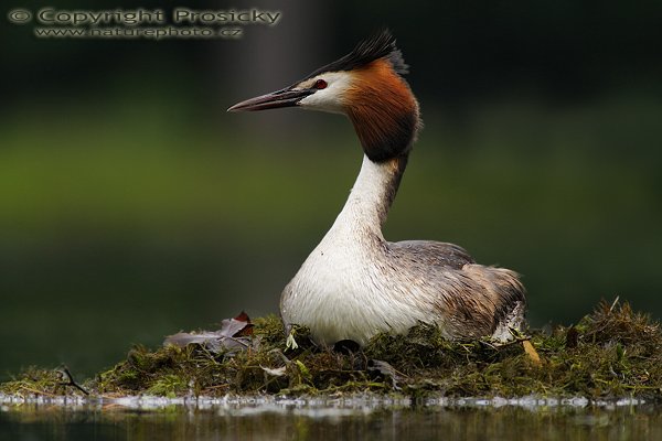 Potápka roháč (Podiceps cristatus), Potápka roháč (Podiceps cristatus), Great Crested Grebe, Autor: Ondřej Prosický, Model aparátu: Canon EOS 20D, Objektiv: Canon EF 400mm f/5.6 L USM + TC Kenko SHQ 1,5x, stativ Gitzo 1227 + 1377M, Doba expozice: 1/125 s, Clona: 5.60, ISO: 100, Kompenzace expozice: +2/3 EV, Měření expozice: celoplošné se zvýrazněným středem, Blesk: Ne, Vytvořeno: 4. června 2006 16:10:59, zámecký rybník Lednice (ČR)