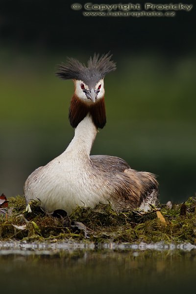 Potápka roháč (Podiceps cristatus), Potápka roháč (Podiceps cristatus), Great Crested Grebe, Autor: Ondřej Prosický, Model aparátu: Canon EOS 20D, Objektiv: Canon EF 400mm f/5.6 L USM + TC Kenko SHQ 1.5x, stativ Gitzo 1227 + 1377M, Doba expozice: 1/100 s, Clona: 5.60, ISO: 100, Kompenzace expozice: +2/3 EV, Měření expozice: celoplošné se zvýrazněným středem, Blesk: Ne, Vytvořeno: 4. června 2006 16:10:15, zámecký rybník Lednice (ČR)
