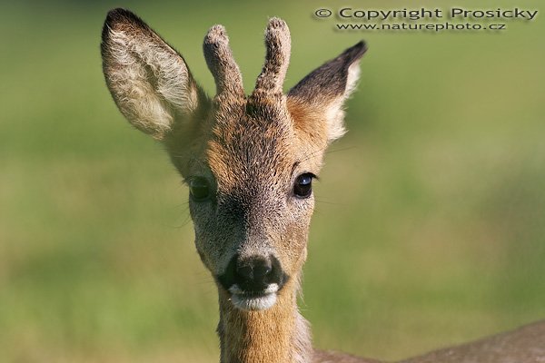 Srnec obecný (Capreolus capreolus), Srnec obecný (Capreolus capreolus), Autor: Ondřej Prosický, Model aparátu: Canon EOS 20D, Objektiv: Canon EF 400mm f/5.6 Macro USM, Ohnisková vzálenost (EQ35mm): 640mm, stativ Gitzo 1227 + 1377M, Doba expozice: 1/500 s, Clona: 7.10, ISO: 100, Kompenzace expozice: -1/3 EV, Měření expozice: celoplošné se zvýrazněným středem, Vytvořeno: 18. června 2006 7:55:10, mezi obcemi Valteřice a Jezvé (ČR)

Pozn.: to změkčení kresby vlevo u ucha způsoblila tráva před objektivem, které jsem si při lovu nevšiml...