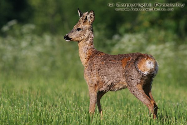 Srnec obecný (Capreolus capreolus), Srnec obecný (Capreolus capreolus), Autor: Ondřej Prosický, Model aparátu: Canon EOS 20D, Objektiv: Canon EF 400mm f/5.6 Macro USM, Ohnisková vzálenost (EQ35mm): 640mm, stativ Gitzo 1227 + 1377M, Doba expozice: 1/640 s, Clona: 7.10, ISO: 100, Kompenzace expozice: -1/3, Měření expozice: celoplošné se zvýrazněným středem, Vytvořeno: 18. června 2006 7:55:23, mezi obcemi Valteřice a Jezvé (ČR) 