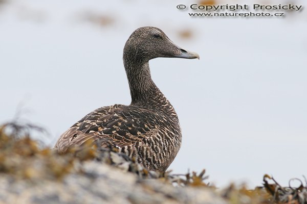 Kajka mořská (Somateria mollissima), Kajka mořská (Somateria mollissima), American Black Duck, Autor: Ondřej Prosický, Model aparátu: Canon EOS 20D, Objektiv: Canon EF 400mm f/5.6 L USM, Přepočtené ohnisko: 640mm, Stativ: Gitzo 1227 + 1377M, Clona: 6.30, Doba expozice: 1/200 s, ISO: 100, Měření expozice: se zdůrazněným středem, Kompenzace expozice: +1 EV, Blesk: Ano (externí Sigma EF-500 DG Super, -2 EV + Bette Beamer), Vytvořeno: 3. července 2006 11:35:58, Hammarsneset, ostrov Runde (Norsko)