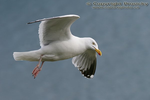 Racek stříbřitý (Larus argentatus), Racek stříbřitý (Larus argentatus), Ondřej Prosický, Model aparátu: Canon EOS 20D, Objektiv: Canon EF 400mm f/5.6 L USM, Přepočtené ohnisko: 640mm, Stativ: Gitzo 1227 + 1377M, Clona: 6.30, Doba expozice: 1/1600 s, ISO: 400, Měření expozice: se zdůrazněným středem, Kompenzace expozice: 0, Blesk: Ne, Vytvořeno: 2. července 2006 18:03:55, ostrov Runde (Norsko) 