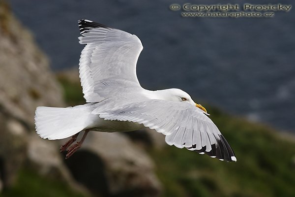 Racek stříbřitý (Larus argentatus), Racek stříbřitý (Larus argentatus), Autor: Ondřej Prosický, Model aparátu: Canon EOS 20D, Objektiv: Canon EF 200mm f/2.8 L USM, Přepočtené ohnisko: 320mm, fotografováno z ruky, Clona: 6.30, Doba expozice: 1/1600 s, ISO: 400, Měření expozice: se zdůrazněným středem, Kompenzace expozice: 0, Blesk: Ne, Vytvořeno: 2. července 2006 18:04:59, Kaldekloven, ostrov Runde (Norsko) 