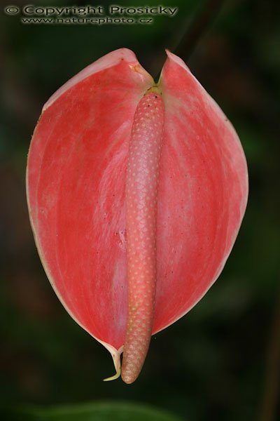 Anthurium