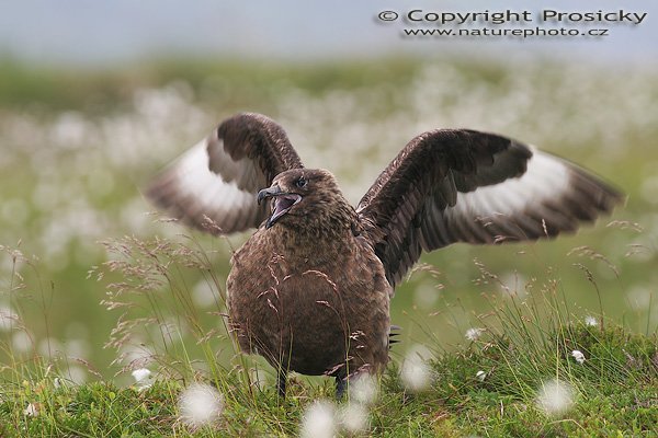 Chaluha velká (Stercorarius skua), Chaluha velká (Stercorarius skua), Autor: Ondřej Prosický, Model aparátu: Canon EOS 20D, Objektiv: Canon EF 400mm f/5.6 L USM, Přepočtené ohnisko: 640mm, Stativ: Gitzo 1227 + 1377M, Clona: 6.30, Doba expozice: 1/100 s, ISO: 200, Měření expozice: se zdůrazněným středem, Kompenzace expozice: +2/3, Blesk: Ano (externí Sigma EF-500 DG Super, -2 EV + Better Beamer), Vytvořeno: 7. července 2006 12:15:15, Goksoyrmyrane Naturreservat, ostrov Runde (Norsko) 