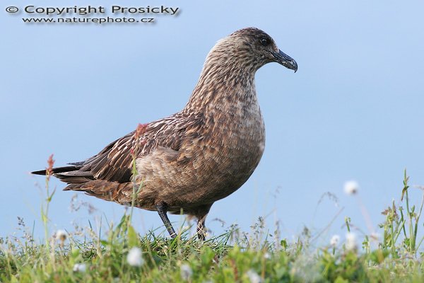 Chaluha velká (Stercorarius skua), Chaluha velká (Stercorarius skua), Autor: Ondřej Prosický, Model aparátu: Canon EOS 20D, Objektiv: Canon EF 400mm f/5.6 L USM, Přepočtené ohnisko: 640mm, Stativ: Gitzo 1227 + 1377M, Clona: 6.30, Doba expozice: 1/320 s, ISO: 200, Měření expozice: se zdůrazněným středem, Kompenzace expozice: +1/3, Blesk: Ne, Vytvořeno: 6. července 2006 20:25:35, Goksoymyrane Naturreservat, ostrov Runde (Norsko) 