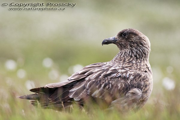 Chaluha velká (Stercorarius skua), Chaluha velká (Stercorarius skua), Great Skua, Autor: Ondřej Prosický, Model aparátu: Canon EOS 20D, Objektiv: Canon EF 400mm f/5.6 L USM, Přepočtené ohnisko: 640mm, Stativ: Gitzo 1227 + 1377M, Clona: 5.60, Doba expozice: 1/320 s, ISO: 100, Měření expozice: se zdůrazněným středem, Kompenzace expozice: +1/3 EV, Blesk: Ne, Vytvořeno: 2. července 2006 15:13:09, Goksoyrmyrane Naturreservat, ostrov Runde (Norsko) 