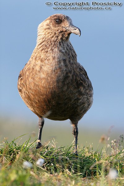 Chaluha velká (Stercorarius skua), Chaluha velká (Stercorarius skua), Great Skua, Autor: Ondřej Prosický, Model aparátu: Canon EOS 20D, Objektiv: Canon EF 400mm f/5.6 L USM, Přepočtené ohnisko: 640mm, Stativ: Gitzo 1227 + 1377M, Clona: 6.30, Doba expozice: 1/250 s, ISO: 200, Měření expozice: se zdůrazněným středem, Kompenzace expozice: +1/3 EV, Blesk: Ne, Vytvořeno: 6. července 2006 20:29:30, Goksoyrmyrane Naturreservat, ostrov Runde (Norsko) 