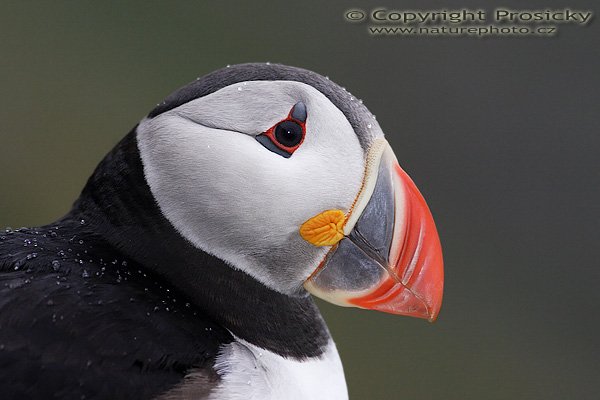 Papuchalk bělobradý (Fratercula artica), Papuchalk bělobradý (Fratercula artica), Atlantic Puffin, Autor: Ondřej Prosický, Model aparátu: Canon EOS 20D, Objektiv: Canon EF 400mm f/5.6 L + TC Kenko 1.5x USM + mezikroužek Kenko 20mm, Přepočtené ohnisko: 960mm, Stativ: Gitzo 1227 + 1377M, Clona: 7.10, Doba expozice: 1/80 s, ISO: 400, Měření expozice: se zdůrazněným středem, Kompenzace expozice: 0, Blesk: Ano (externí Sigma EF-500 DG Super, -2 EV), Vytvořeno: 3. července 2006 19:50:22, Kaldekloven, ostrov Runde (Norsko)