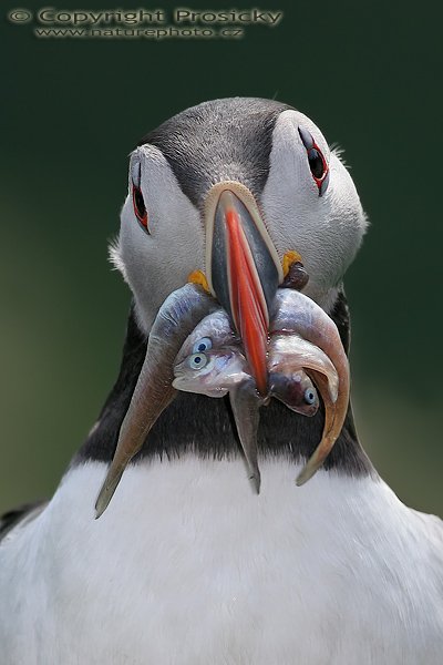 Papuchalk bělobradý (Fratercula artica), Papuchalk bělobradý (Fratercula artica), Atlantic Puffin, Autor: Ondřej Prosický, Model aparátu: Canon EOS 20D, Objektiv: Canon EF 400mm f/5.6 L USM, Přepočtené ohnisko: 640mm, Stativ: Gitzo 1227 + 1377M, Clona: 7.10, Doba expozice: 1/500 s, ISO: 200, Měření expozice: se zdůrazněným středem, Kompenzace expozice: 0, Blesk: Ano (externí Sigma EF-500 DG Super, -2 EV), Vytvořeno: 2. července 2006 17:37:04, Kaldekloven, ostrov Runde (Norsko)

Pozn: poměrně značný výřez obrazu