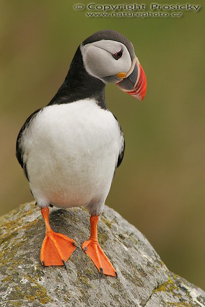 Papuchalk bělobradý (Fratercula artica), Papuchalk bělobradý (Fratercula artica), Atlantic Puffin, Autor: Ondřej Prosický, Model aparátu: Canon EOS 20D, Objektiv: Canon EF 400mm f/5.6 L USM + TC Canon 2x, Přepočtené ohnisko: 1280mm, Stativ: Gitzo 1227 + 1377M, Clona: 11.00, Doba expozice: 1/80 s, ISO: 200, Měření expozice: se zdůrazněným středem, Kompenzace expozice: +1/3, Blesk: Ano (externí Sigma EF-500 DG Super, -2 EV + Better Beamer), Vytvořeno: 7. července 2006 14:01:48, Kaldekloven, ostrov Runde (Norsko) 