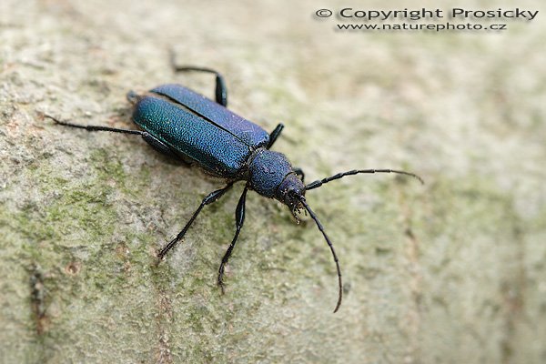 Tesařík fialový (Callidium violaceum), Tesařík fialový (Callidium violaceum), Autor: Ondřej Prosický, Model aparátu: Canon EOS 20D, Objektiv Canon EF 100mm f/2.8 Macro USM, Přepočtené ohnisko: 160 mm, fotografováno z ruky, Clona: 5.0, Doba expozice: 1/125 s, ISO: 400, Měření: celoplošné se zdůrazněným středem, Kompenzace expozice: 0 EV, Blesk: ne, Vytvořeno: 17. června 2006 20:00, Valteřice u České Lípy (ČR)