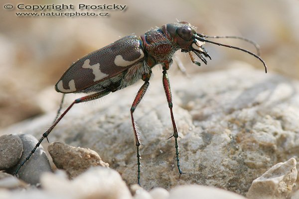Svižník písečný (Cicindela sylvicola), Svižník písečný (Cicindela sylvicola), Autor: Ondřej Prosický, Model aparátu: Canon EOS 20D, Objektiv Canon EF 100mm f/2.8 Macro USM, Přepočtené ohnisko: 160 mm, fotografováno z ruky, Clona: 5.0, Doba expozice: 1/400 s, ISO: 200, Měření: celoplošné se zdůrazněným středem, Kompenzace expozice: 0 EV, Blesk: ne, Vytvořeno: 29. července 2006 16:21, u Dubnice nad Váhom (Slovensko)