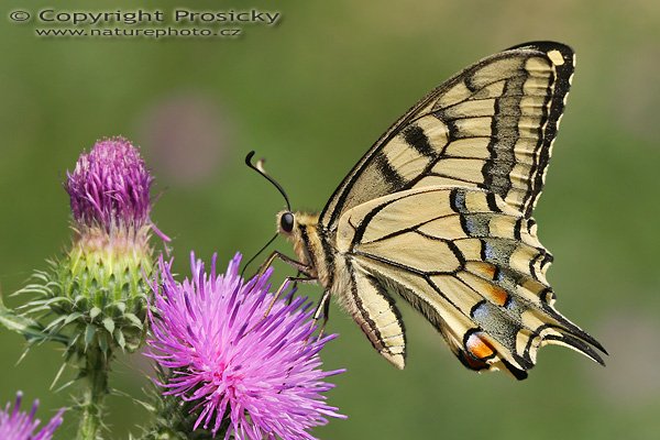 Otakárek fenyklový (Papilio machaon), Otakárek fenyklový (Papilio machaon), Autor: Ondřej Prosický, Model aparátu: Canon EOS 20D, Objektiv Canon EF 100mm f/2.8 Macro USM, Přepočtené ohnisko: 160 mm, fotografováno z ruky, Clona: 6.3, Doba expozice: 1/500 s, ISO: 200, Měření: celoplošné se zdůrazněným středem, Kompenzace expozice: -1/3 EV, Blesk: ne, Vytvořeno: 29. července 2006 10:02, u Dubnice nad Váhom (Slovensko)
