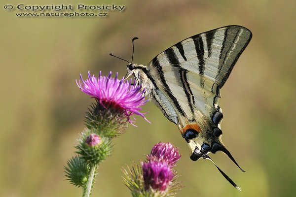 Otakárek ovocný (Iphiclides podalirius), Otakárek ovocný (Iphiclides podalirius), Autor: Ondřej Prosický, Model aparátu: Canon EOS 20D, Objektiv Canon EF 100mm f/2.8 Macro USM, Přepočtené ohnisko: 160 mm, fotografováno z ruky, Clona: 6.3, Doba expozice: 1/1000 s, ISO: 400, Měření: celoplošné se zdůrazněným středem, Kompenzace expozice: -1/3 EV, Blesk: ne, Vytvořeno: 29. července 2006 9:01, u Dubnice nad Váhom (Slovensko)