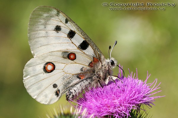Jasoň červenooký (Parnassius apollo), Jasoň červenooký (Parnassius apollo), Autor: Ondřej Prosický, Model aparátu: Canon EOS 20D, Objektiv Canon EF 100mm f/2.8 Macro USM, Přepočtené ohnisko: 160 mm, fotografováno z ruky, Clona: 7.1, Doba expozice: 1/320 s, ISO: 400, Měření: celoplošné se zdůrazněným středem, Kompenzace expozice: 0 EV, Blesk: ne, Vytvořeno: 29. července 2006 10:30, u Dubnice nad Váhom (Slovensko)