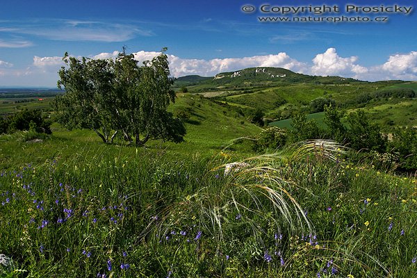 CHKO Pálava, Kousek od Mikulova, Autor: Ondřej Prosický, Fotoaparát: Canon EOS 20D, Objektiv: Canon EF 17-40mm f/4 L USM, polarizační filtr, stativ Gitzo G1227 + G1377, Ohnisková vzdálenost (EQ35mm): 27.20mm, ostřeno manuálně, Clona: 6.3, Doba expozice: 1/60 s, ISO: 200, Vyvážení expozice: 0 EV, Blesk: Ne, Vytvořeno: 5. června 2006 16:54, Mikulov (ČR)