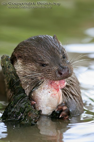 Vydra říční (Lutra lutra), Vydra říční (Lutra lutra), Eurasian otter, Autor: Ondřej Prosický, Model aparátu: Canon EOS 20D, Objektiv: Canon EF 400mm f/5.6 L USM, Ohnisková vzálenost (EQ35mm): 640mm, objektiv opřen o šutr, Doba expozice: 1/200 s, Clona: 5.6, ISO: 400, Kompenzace expozice: -1/3, Měření expozice: celoplošné se zvýrazněným středem, Blesk: Ano (externí Sigma EF-500 DG Super, - 1EV), Vytvořeno: 26. července 2006 16:17, Pavlov, Vysočina (ČR)