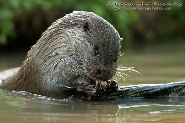 Vydra říční (Lutra lutra), Vydra říční (Lutra lutra), Eurasian otter, Autor: Ondřej Prosický, Model aparátu: Canon EOS 20D, Objektiv: Canon EF 400mm f/5.6 L USM, Ohnisková vzálenost (EQ35mm): 640mm, objektiv opřen o šutr, Doba expozice: 1/160 s, Clona: 5.6, ISO: 400, Kompenzace expozice: -1/3, Měření expozice: celoplošné se zvýrazněným středem, Blesk: Ano (externí Sigma EF-500 DG Super, - 1EV), Vytvořeno: 26. července 2006 16:18, Pavlov, Vysočina (ČR)