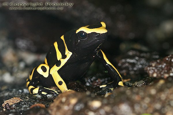 Pralesnička harlekýn (Dendrobates leucomelas), Pralesnička harlekýn (Dendrobates leucomelas), Yellow-banded Poison Frog, Autor: Ondřej Prosický, Model aparátu: Canon EOS 20D, Objektiv: Canon EF 100mm f/2.8 Macro USM, fotografováno z ruky, Režim měření expozice: celoplošné se zvýrazněným středem, Clona: 11.0, Doba expozice: 1/160 s, ISO: 100, Vyvážení expozice: 0 EV, Blesk: ano (Canon Macro Ring Lite MR-14 EX, -1/3 EV), Vytvořeno: 9. srpna 2005, expozice AkvaTera, Plzeň (ČR)