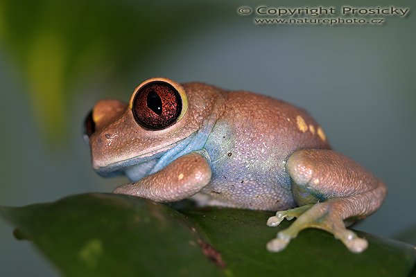 Rákosnička ulugurská (Leptopelis uluguruensis), Rákosnička ulugurská (Leptopelis uluguruensis), Uluguru Forest Tree Frog, Autor: Ondřej Prosický, Model aparátu: Canon EOS 20D, Objektiv: Canon EF 100mm f/2.8 Macro USM, fotografováno z ruky, Režim měření expozice: celoplošné se zvýrazněným středem, Clona: 4.5, Doba expozice: 1/160 s, ISO: 100, Vyvážení expozice: 0 EV, Blesk: ano (Canon Macro Ring Lite MR-14 EX, +1/3 EV), Vytvořeno: 9. srpna 2005, expozice AkvaTera, Plzeň (ČR) 