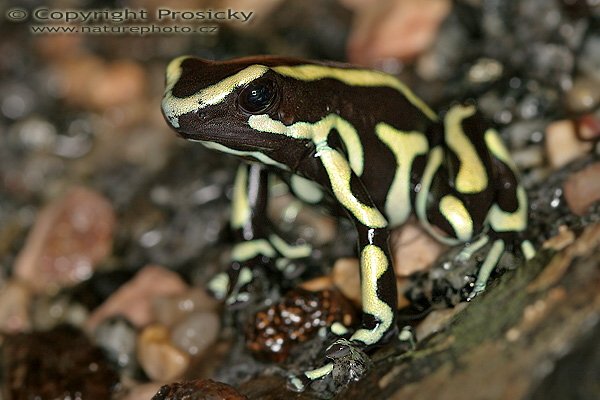 Pralesnička žlutopruhá (Dendrobates truncatus), Pralesnička žlutopruhá (Dendrobates truncatus), Yellow-striped Poison Frog, Autor: Ondřej Prosický, Model aparátu: Canon EOS 20D, Objektiv: Canon EF 100mm f/2.8 Macro USM, fotografováno z ruky, Režim měření expozice: celoplošné se zvýrazněným středem, Clona: 7.1, Doba expozice: 1/160 s, ISO: 100, Vyvážení expozice: 0 EV, Blesk: ano (Canon Macro Ring Lite MR-14 EX, -1/3 EV), Vytvořeno: 9. srpna 2005, expozice AkvaTera, Plzeň (ČR)