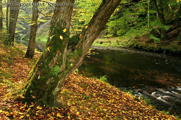 Břehy Kamenice, Autor: Ondřej Prosický, Model aparátu: Canon EOS 20D, Objektiv: Canon EF 17-40mm f/4 L USM + polarizační filtr, Použité ohnisko (EQ35mm): 27.2 mm, stativ: Gizto 1227LVL + 1377M, Clona: 10.0, Čas: 1.0 s, ISO 100: Měření expozice: celoplošné, Korekce expozice -1/3 EV, Blesk: ano (externí Sigma EF-500 DG Super, +2EV), Vytvořeno: 14. října 2006, 12:12, Kamenice, Národní park České Švýcarsko (ČR)