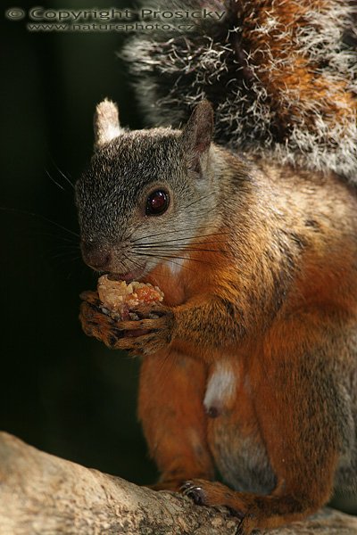 Ververka proměnlivá (Sciurus variegatoides),  Ververka proměnlivá (Sciurus variegatoides), Variegated squirrel, Autor: Ondřej Prosický | NaturePhoto.cz, Model: Canon EOS 20D, Objektiv: Canon EF 400mm f/5.6 L USM, Ohnisková vzdálenost (EQ35mm): 640.00 mm, stativ Gitzo 1227, Clona: 5.6, Doba expozice: 1/160 s, ISO: 100, Kompenzace expozice: 0, Blesk: Ano (externí Sigma EF-500 DG Super, -1 EV, Better Beamer), Vytvořeno: 9. prosince 2006 17:33:54, RNVS Cano Negro (Kostarika)