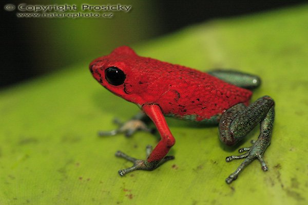 Pralesnička zrnitá (Dendrobates granuliferus), Pralesnička zrnitá (Dendrobates granuliferus), Granular poison arrow frog, Autor: Ondřej Prosický | NaturePhoto.cz, Model: Canon EOS 20D, Objektiv: Canon EF 100mm f/2.8 Macro USM, Ohnisková vzdálenost (EQ35mm): 160.00 mm, fotografováno z ruky, Clona: 4.0, Doba expozice: 1/125 s, ISO: 800, Kompenzace expozice: 0, Blesk: Ano (vestavěný z rozptylkou), Vytvořeno: 10. prosince 2006 9:37:54, La Paz Waterfall Garden (Kostarika)
