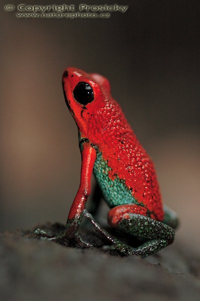 Pralesnička zrnitá (Dendrobates granuliferus), Pralesnička zrnitá (Dendrobates granuliferus), Granular poison arrow frog, Autor: Ondřej Prosický | NaturePhoto.cz, Model: Canon EOS 20D, Objektiv: Canon EF 100mm f/2.8 Macro USM, Ohnisková vzdálenost (EQ35mm): 160.00 mm, stativ Gitzo 1227, Clona: 3.5, Doba expozice: 1/125 s, ISO: 400, Kompenzace expozice: 0, Blesk: Ano (vestavěný s rozptylkou), Vytvořeno: 10. prosince 2006 9:29:17, La Paz Waterfall Garden (Kostarika)