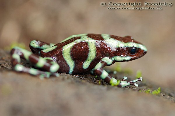 Pralesnička batiková (Dendrobates auratus), Pralesnička batiková (Dendrobates auratus), Autor: Ondřej Prosický | NaturePhoto.cz, Model: Canon EOS 20D, Objektiv: Canon EF 100mm f/2.8 Macro USM, Ohnisková vzdálenost (EQ35mm): 160.00 mm, fotografováno z ruky, Clona: 3.5, Doba expozice: 1/30 s, ISO: 200, Kompenzace expozice: -1/3, Blesk: Ano (vestavěný s rozptylkou), Vytvořeno: 10. prosince 2006 9:24:24, La Paz Waterfall Garden (Kostarika)