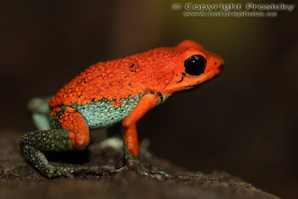 Pralesnička zrnitá (Dendrobates granuliferus), Pralesnička zrnitá (Dendrobates granuliferus), Granular poison arrow frog, Autor: Ondřej Prosický | NaturePhoto.cz, Model: Canon EOS 20D, Objektiv: Canon EF 100mm f/2.8 Macro USM, Ohnisková vzdálenost (EQ35mm): 160.00 mm, fotografováno z ruky, Clona: 3.5, Doba expozice: 1/125 s, ISO: 400, Kompenzace expozice: 0, Blesk: Ano (vestavěný s rozptylkou), Vytvořeno: 10. prosince 2006 9:28:59, La Paz Waterfall Garden (Kostarika)