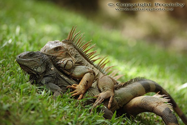 Leguán zelený (Iguana iguana), Leguán zelený (Iguana iguana), Green Iguana, Autor: Ondřej Prosický | NaturePhoto.cz, Model: Canon EOS 5D, Objektiv: Canon EF 200mm f/2.8 L USM, Ohnisková vzdálenost (EQ35mm): 200.00 mm, stativ Gitzo 1227, Clona: 3.2, Doba expozice: 1/640 s, ISO: 400, Kompenzace expozice: 0, Blesk: ne, Vytvořeno: 9. prosince 2006 19:17:44, ZOO Ave, La Garita (Kostarika)