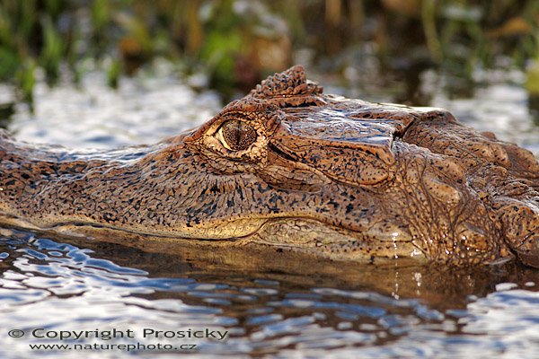 Kajman brýlový (Caiman crocodilus),  Kajman brýlový (Caiman crocodilus), Spectacled Caiman, Autor: Ondřej Prosický | NaturePhoto.cz, Model: Canon EOS 20D, Objektiv: Canon EF 400mm f/5.6 L USM, Ohnisková vzdálenost (EQ35mm): 640.00 mm, fotografováno z lodi, Clona: 5.6, Doba expozice: 1/1000 s, ISO: 400, Kompenzace expozice: 0, Blesk: Ano (externí Sigma EF-500 DG Super, -2/3 EV, Better Beamer), Vytvořeno: 21. prosince 2006 10:33:28, RNVS Cano Negro (Kostarika)