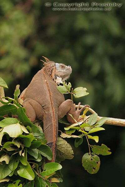 Leguán zelený (Iguana iguana), Leguán zelený (Iguana iguana), Green Iguana, Autor: Ondřej Prosický | NaturePhoto.cz, Model: Canon EOS 20D, Objektiv: Canon EF 400mm f/5.6 L USM, Ohnisková vzdálenost (EQ35mm): 640.00 mm, fotografováno z lodi, Clona: 5.6, Doba expozice: 1/400 s, ISO: 400, Kompenzace expozice: +1, Blesk: Ano (externí Sigma EF-500 DG Super, -1 EV, Better Beamer), Vytvořeno: 20. prosince 2006 9:08:21, RNVS Cano Negro (Kostarika)