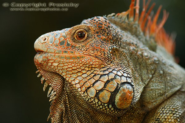Leguán zelený (Iguana iguana), Leguán zelený (Iguana iguana), Green Iguana, Autor: Ondřej Prosický | NaturePhoto.cz, Model: Canon EOS 5D, Objektiv: Canon EF 200mm f/2.8 L USM, Ohnisková vzdálenost (EQ35mm): 200.00 mm, stativ Gitzo 1227, Clona: 3.5, Doba expozice: 1/320 s, ISO: 500, Kompenzace expozice: -1/3, Blesk: ne, Vytvořeno: 9. prosince 2006 16:54:18, ZOO Ave, La Garita (Kostarika)