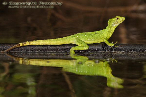 Bazilišek zelený (Basiliscus plumifrons), Bazilišek zelený (Basiliscus plumifrons), Double-crested basilisk, Autor: Ondřej Prosický | NaturePhoto.cz, Model: Canon EOS 20D, Objektiv: Canon EF 400mm f/5.6 L USM, Ohnisková vzdálenost (EQ35mm): 640.00 mm, fotografováno z lodi, Clona: 5.6, Doba expozice: 1/250 s, ISO: 400, Kompenzace expozice: -1/3, Blesk: Ano (externí Canon 580 EX, -1 EV, Better Beamer), Vytvořeno: 20. prosince 2006 7:48:28, řeka Rio Frio, RNVS Cano Negro (Kostarika)