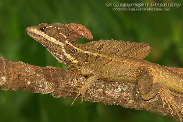 Bazilišek páskovany (Basiliscus vittatus), Bazilišek páskovany (Basiliscus vittatus), Brown Basilisk, Autor: Ondřej Prosický | NaturePhoto.cz, Model: Canon EOS 20D, Objektiv: Canon EF 400mm f/5.6 L USM, Ohnisková vzdálenost (EQ35mm): 640.00 mm, stativ Gitzo 1227, Clona: 6.3, Doba expozice: 1/250 s, ISO: 200, Režim měření expozice: Průměr, Kompenzace expozice: -2/3, Blesk: Ano (externí Sigma EF-500 DG Super, -1 EV, Better Beamer), Vytvořeno: 12. prosince 2006 9:57:31, břeh řeky Rio Baru, Dominical (Kostarika)
