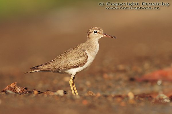 Pisík americký (Actitis macularia), Pisík americký (Actitis macularia), Sandpiper, Autor: Ondřej Prosický | NaturePhoto.cz, Model: Canon EOS 20D, Objektiv: Canon EF 400mm f/5.6 L USM, Ohnisková vzdálenost (EQ35mm): 640.00 mm, stativ Gitzo 1227, Clona: 5.6, Doba expozice: 1/800 s, ISO: 100, Kompenzace expozice: -1/3, Blesk: Ano (externí Sigma EF-500 DG Super, -2/3 EV, Better Beamer), Vytvořeno: 12. prosince 2006 7:34:10, pobřeží Pacifiku, Dominical (Kostarika)