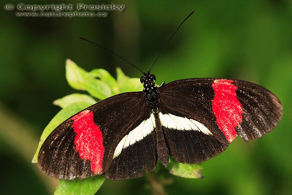 The Postman (Heliconius erato petiveranus), The Postman (Heliconius erato petiveranus), Autor: Ondřej Prosický | NaturePhoto.cz, Model: Canon EOS 5D, Objektiv: Canon EF 100mm f/2.8 Macro USM, Ohnisková vzdálenost (EQ35mm): 100.00 mm, fotografováno z ruky, Clona: 6.3, Doba expozice: 1/160 s, ISO: 250, Kompenzace expozice: 0, Blesk: Ano (makroblesk Sigma, -2 EV), Vytvořeno: 18. prosince 2006 11:16:41, RBBN Monteverde (Kostarika)