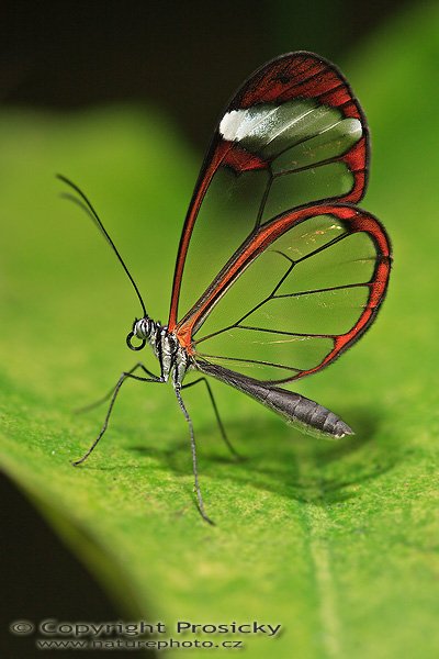 Nero Glasswing (Greta nero), Nero Glasswing (Greta nero), Autor: Ondřej Prosický | NaturePhoto.cz, Model: Canon EOS 5D, Objektiv: Canon EF 100mm f/2.8 Macro USM, Ohnisková vzdálenost (EQ35mm): 100.00 mm, fotografováno z ruky, Clona: 4.0, Doba expozice: 1/125 s, ISO: 500, Kompenzace expozice: 0, Blesk: Ano (makroblesk Sigma, - 2 EV), Vytvořeno: 18. prosince 2006 13:23:21, RBBN Monteverde (Kostarika)