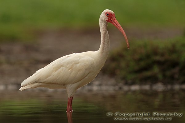 Ibis bílý (Eudocimus albus), Ibis bílý (Eudocimus albus), White ibis, Autor: Ondřej Prosický | NaturePhoto.cz, Model: Canon EOS 20D, Objektiv: Canon EF 400mm f/5.6 L USM, Ohnisková vzdálenost (EQ35mm): 640.00 mm, stativ Gitzo 1227, Clona: 5.6, Doba expozice: 1/400 s, ISO: 200, Kompenzace expozice: -1/3, Blesk: Ano (externí Sigma EF-500 DG Super, -2/3 EV, Better Beamer), Vytvořeno: 12. prosince 2006 6:59:40, na kraji vesnice v Dominical (Kostarika)