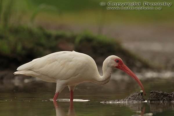 Ibis bílý (Eudocimus albus), Ibis bílý (Eudocimus albus), White ibis, Autor: Ondřej Prosický | NaturePhoto.cz, Model: Canon EOS 20D, Objektiv: Canon EF 400mm f/5.6 L USM, Ohnisková vzdálenost (EQ35mm): 640.00 mm, stativ Gitzo 1227, Clona: 5.6, Doba expozice: 1/400 s, ISO: 200, Kompenzace expozice: -1/3, Blesk: Ano (externí Sigma EF-500 DG Super, -2/3 EV, Better Beamer), Vytvořeno: 12. prosince 2006 6:59:56, na kraji vesnice v Dominical (Kostarika)