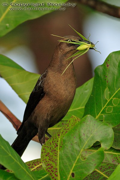 Vlhovec velkoocasý (Quiscalus mexicanus), samice, Vlhovec velkoocasý (Quiscalus mexicanus), Great-tailed Grackle, Autor: Ondřej Prosický | NaturePhoto.cz, Model: Canon EOS 20D, Objektiv: Canon EF 400mm f/5.6 L USM, Ohnisková vzdálenost (EQ35mm): 640.00 mm, stativ Gitzo 1227, Clona: 5.6, Doba expozice: 1/160 s, ISO: 100, Kompenzace expozice: -1/3, Blesk: Ano (externí Sigma EF-500 DG Super, -2/3 EV, Better Beamer), Vytvořeno: 12. prosince 2006 7:28:31, na kraji vesnice v Dominical (Kostarika)